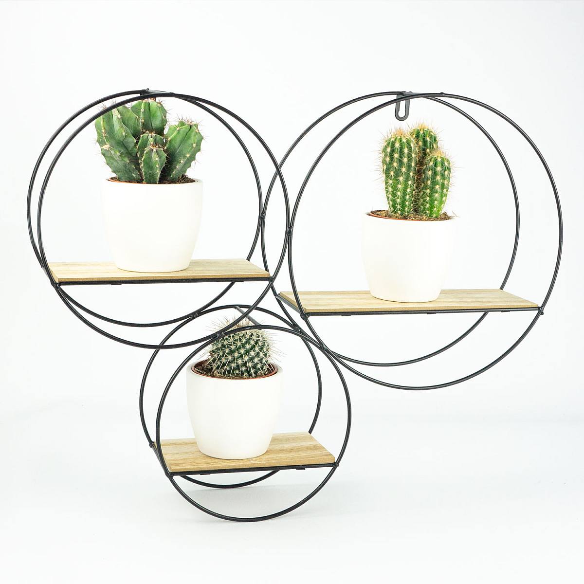 Mini-Kaktus-Trio picture 3