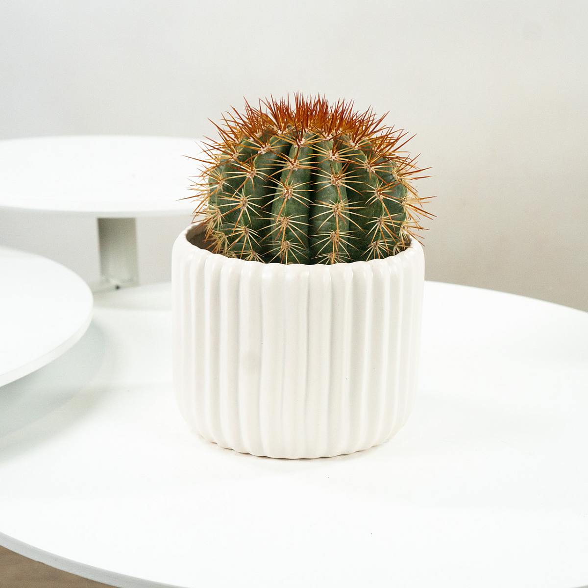 Cactus inmortal con macetero Blanco picture 0