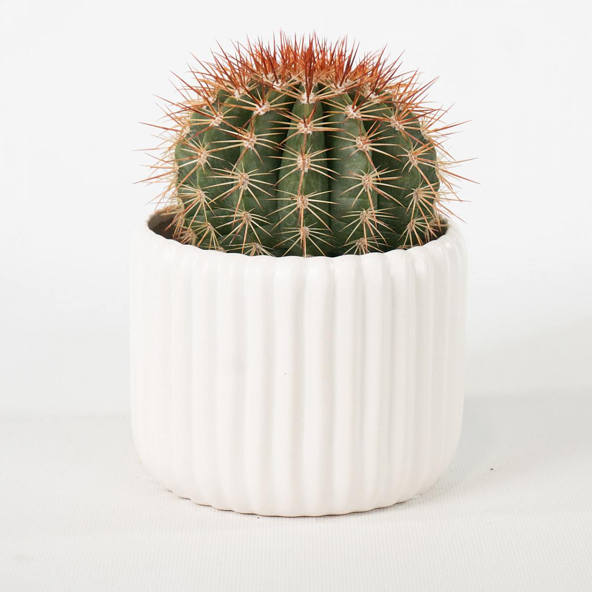 Cactus inmortal con macetero Blanco picture 1