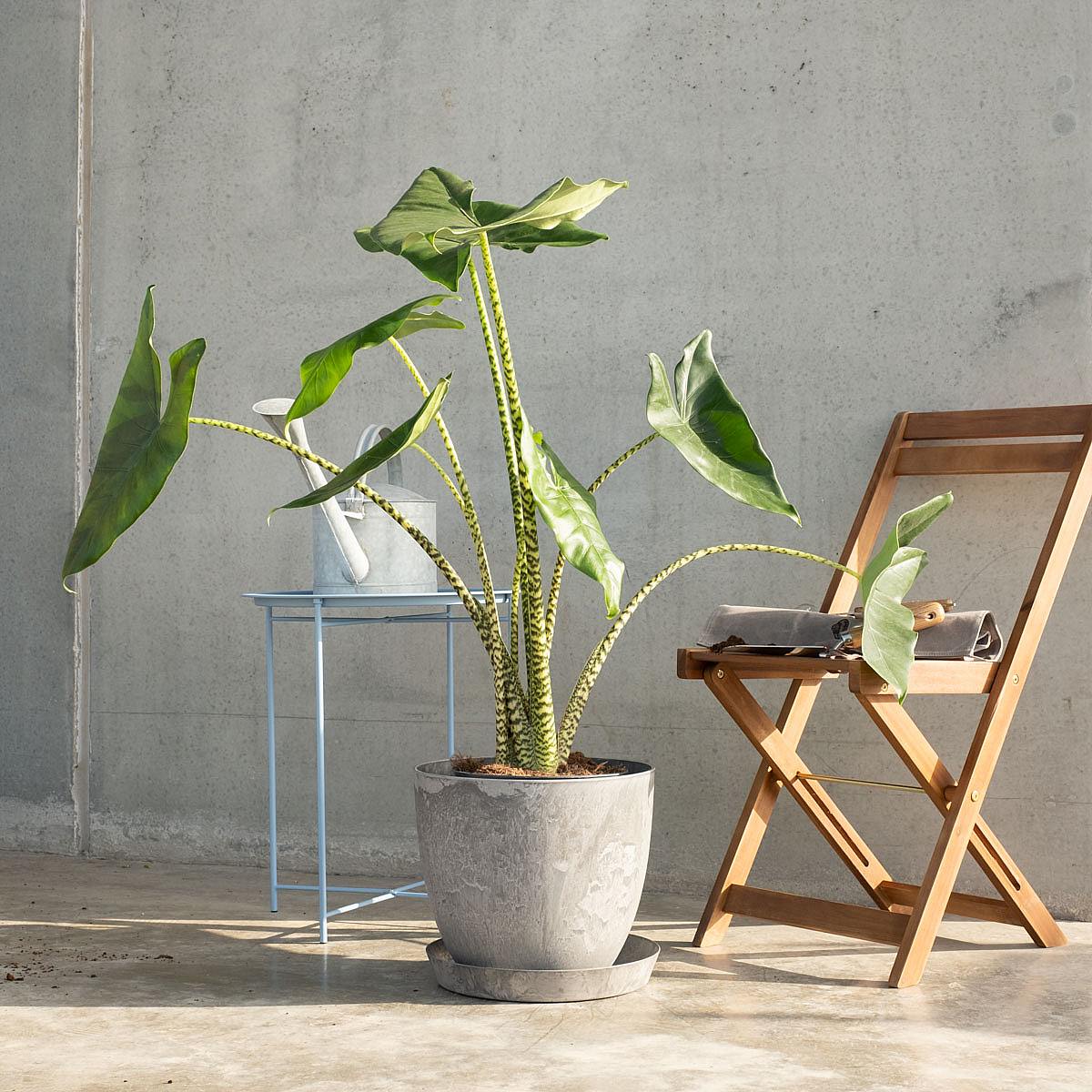 Alocasia Zebrina picture 1