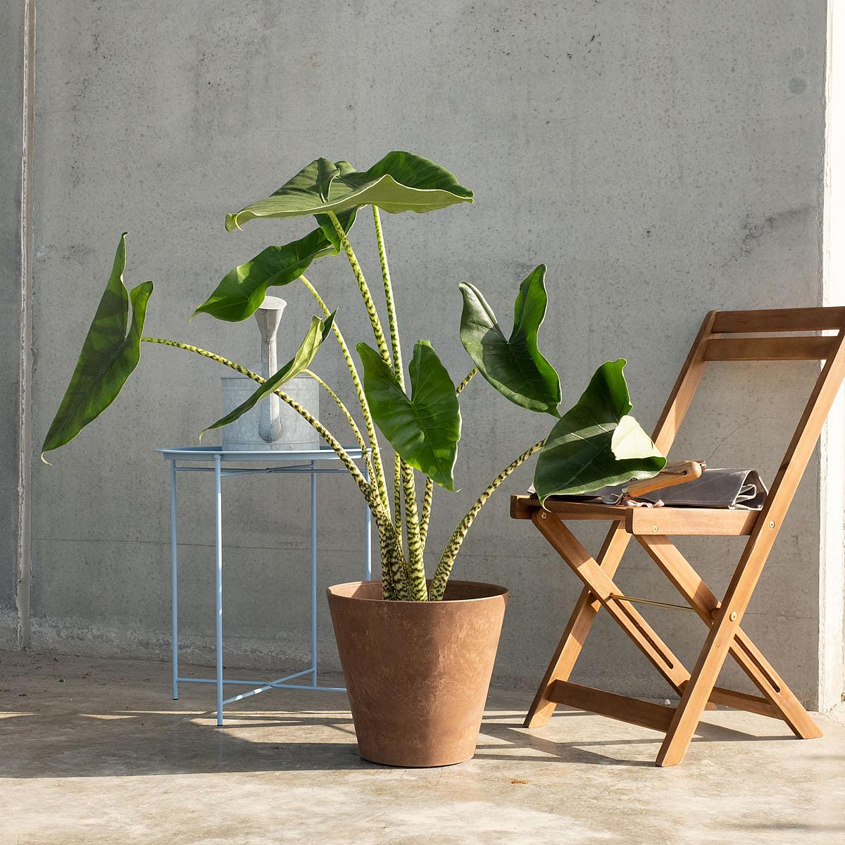 Alocasia Zebrina picture 2
