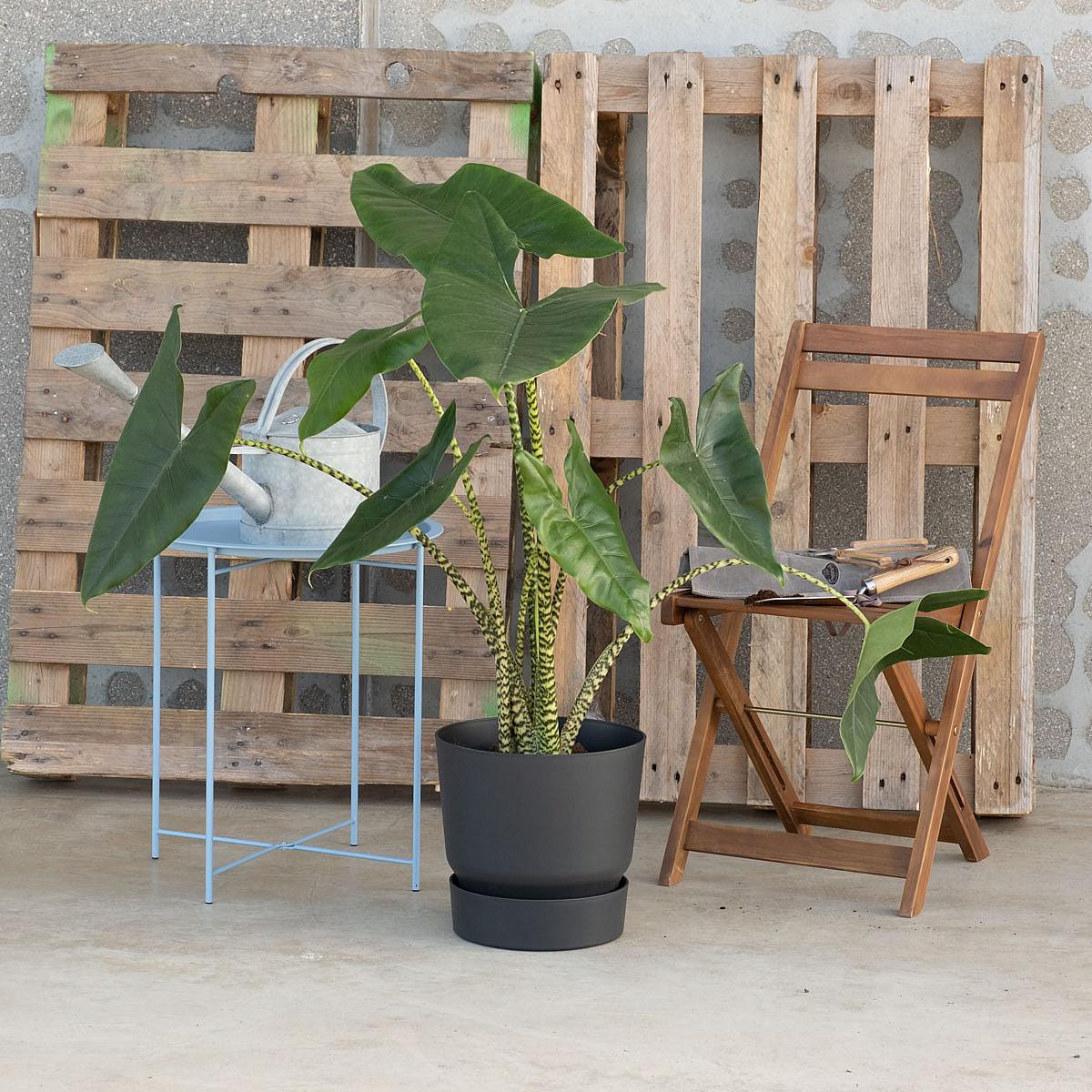 Alocasia Zebrina picture 3