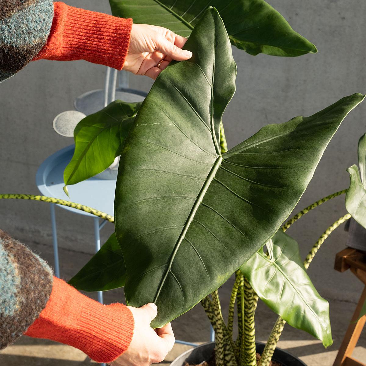 Alocasia Zebrina picture 4