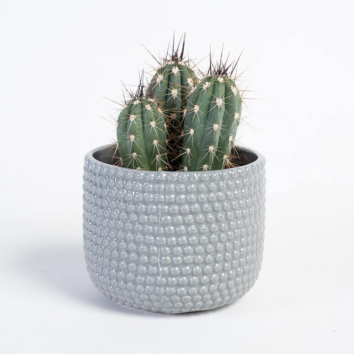 Cactus Tenerife Grey picture 0