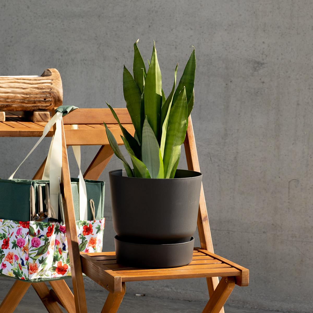 Sansevieria Mondschein picture 0