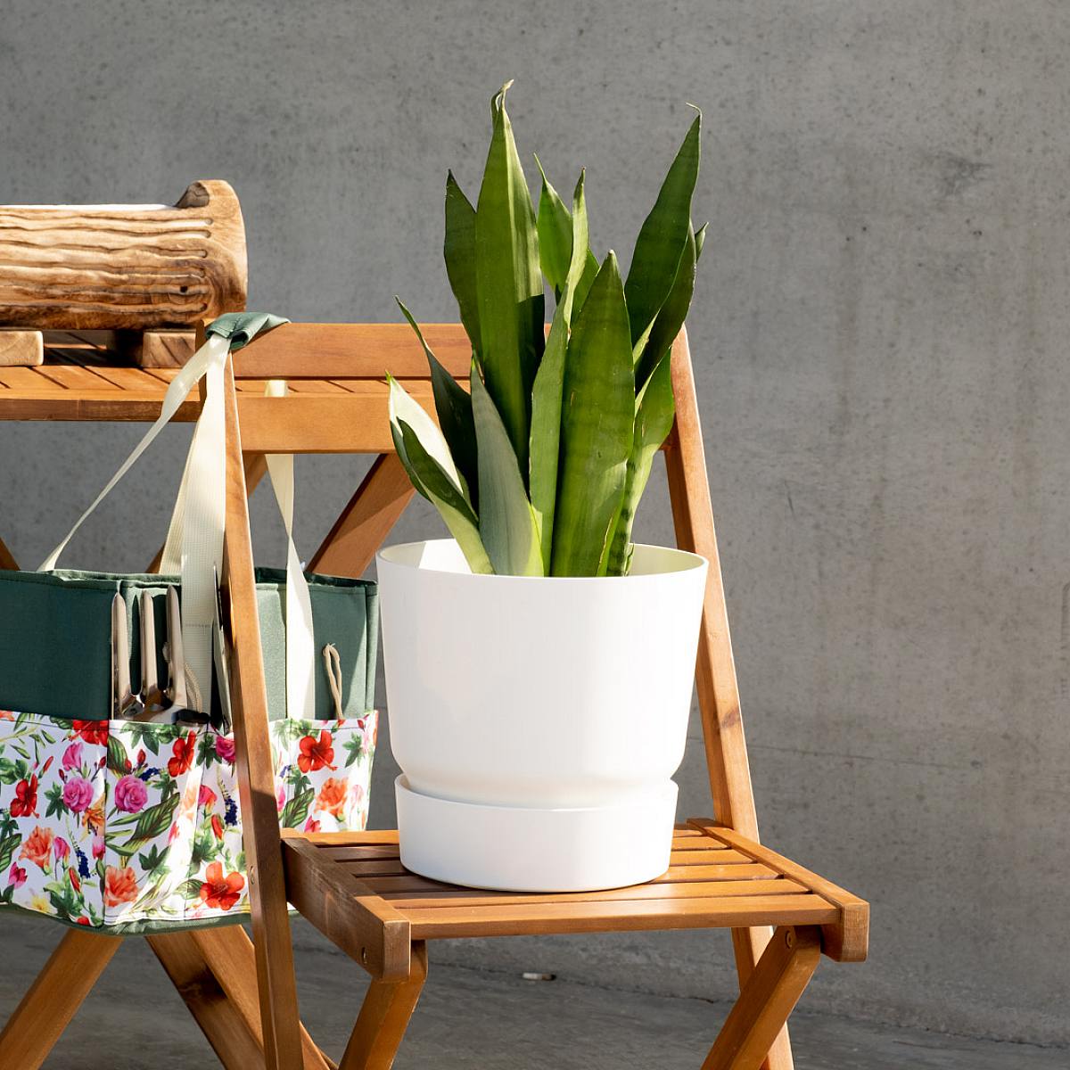 Sansevieria Mondschein picture 1