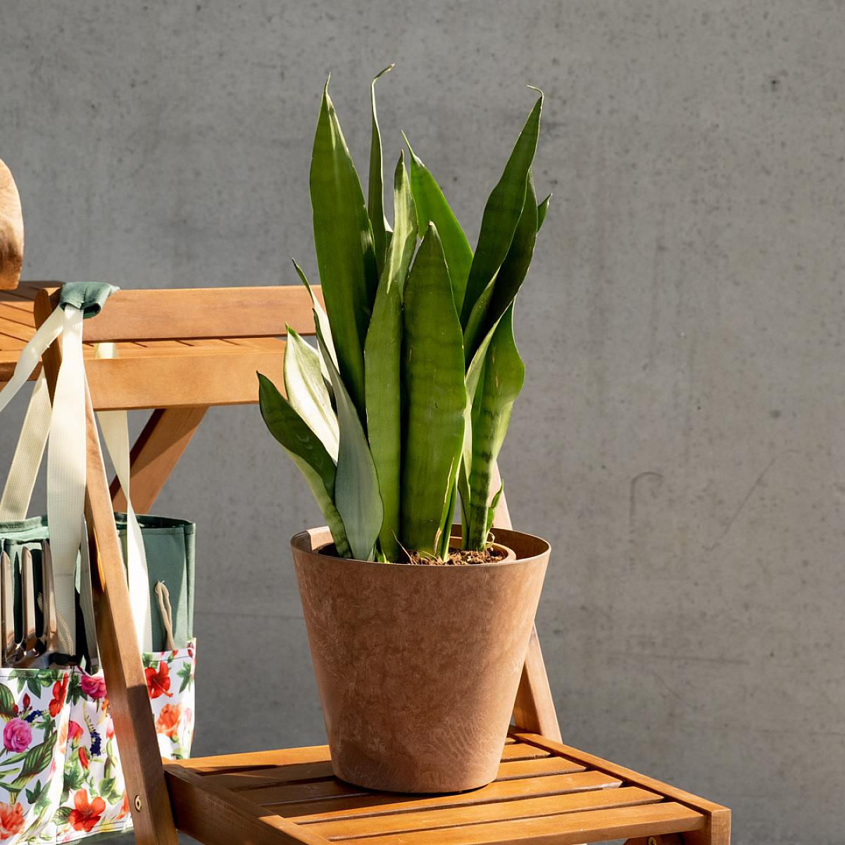 Sansevieria Mondschein picture 3