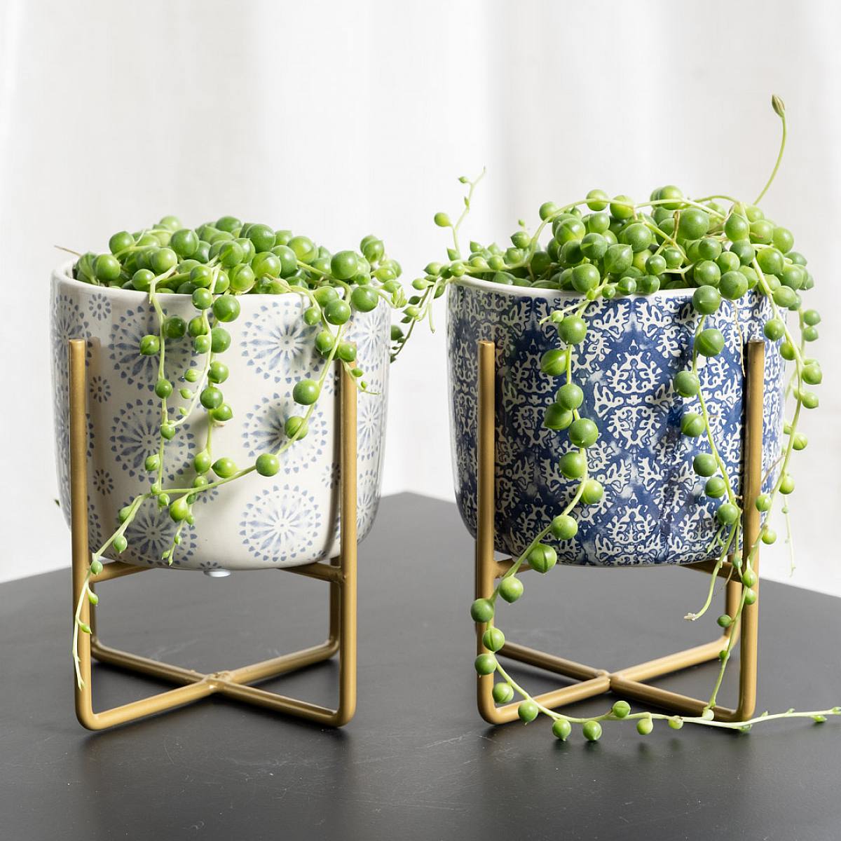Duo Senecio Rowleyanus picture 0