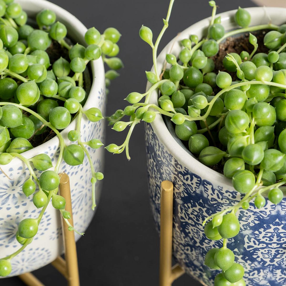Duo Senecio Rowleyanus picture 1