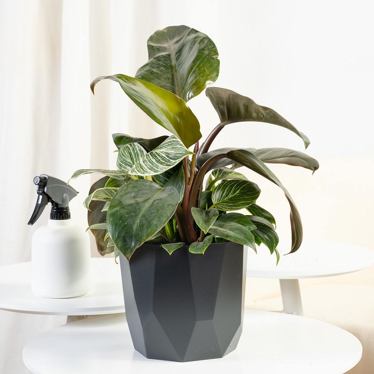 Philodendron Birkin picture 0