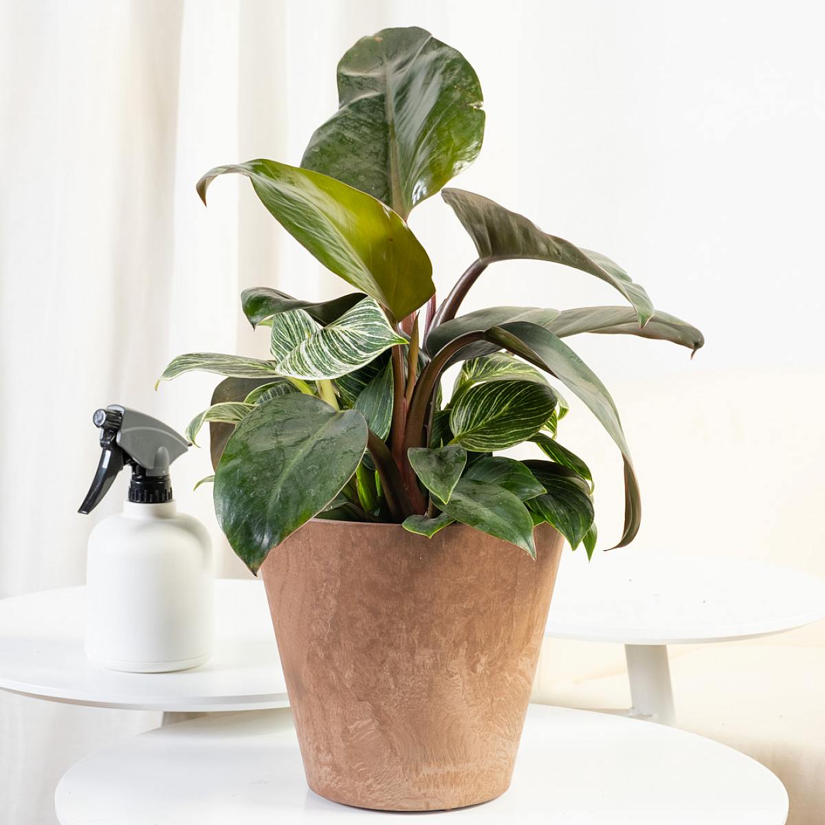 Philodendron Birkin picture 3