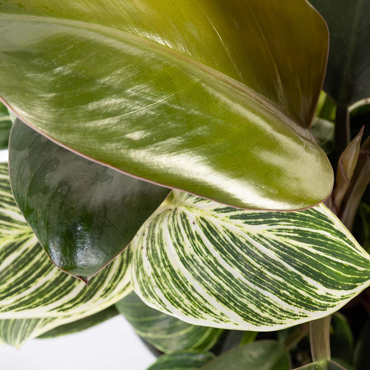 Philodendron Birkin picture 4