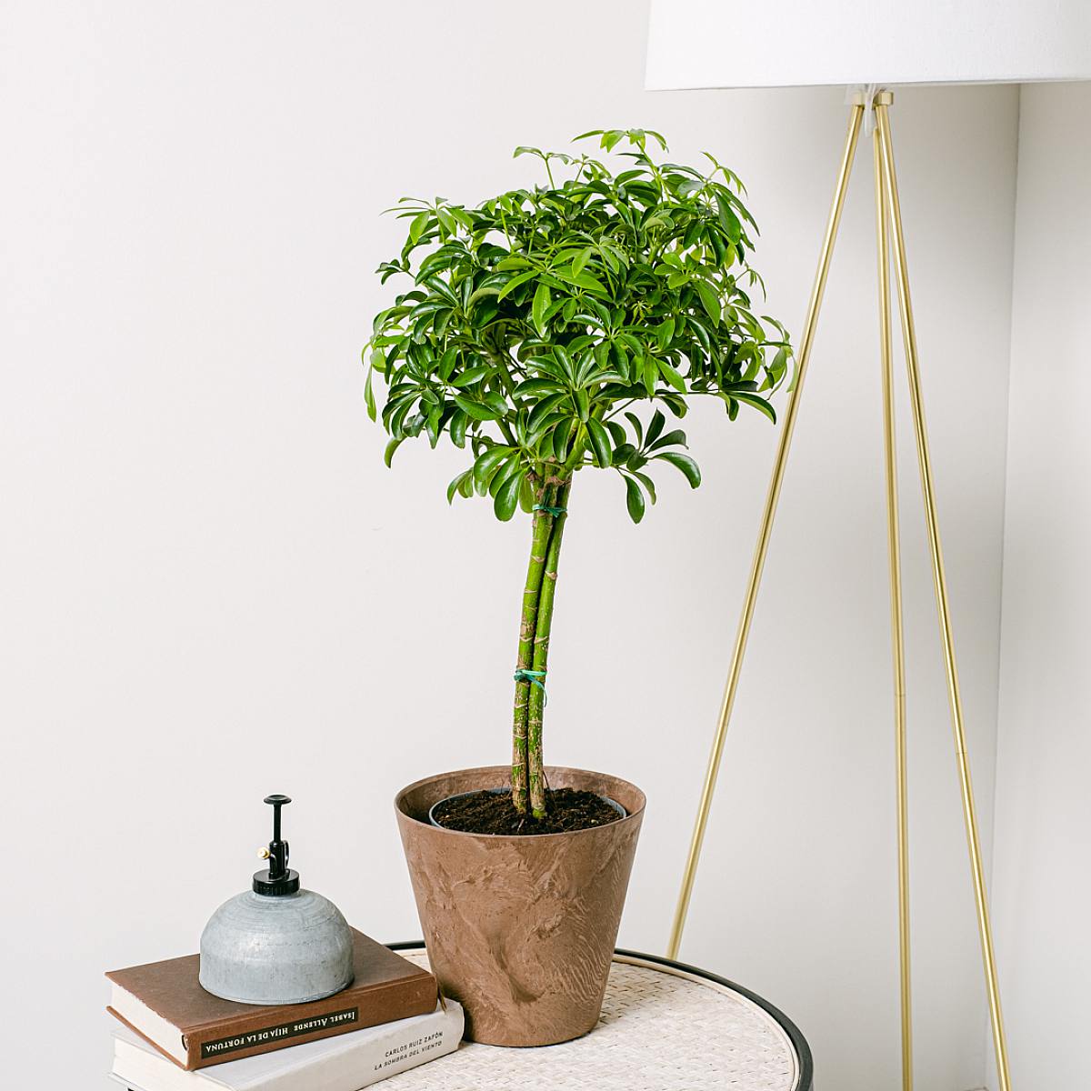Schefflera M picture 4