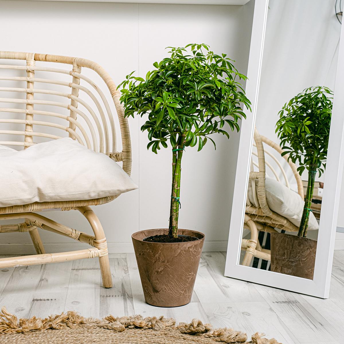 Schefflera M picture 7