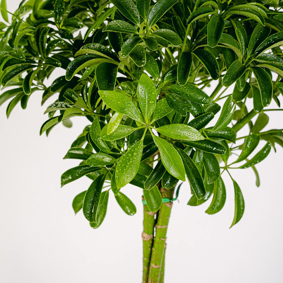 Schefflera M picture 5