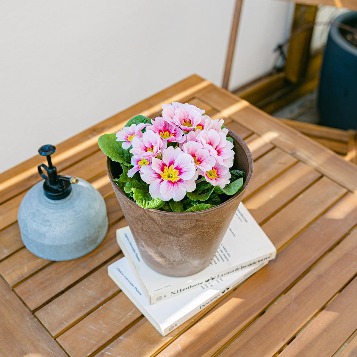 Pink primrose picture 0
