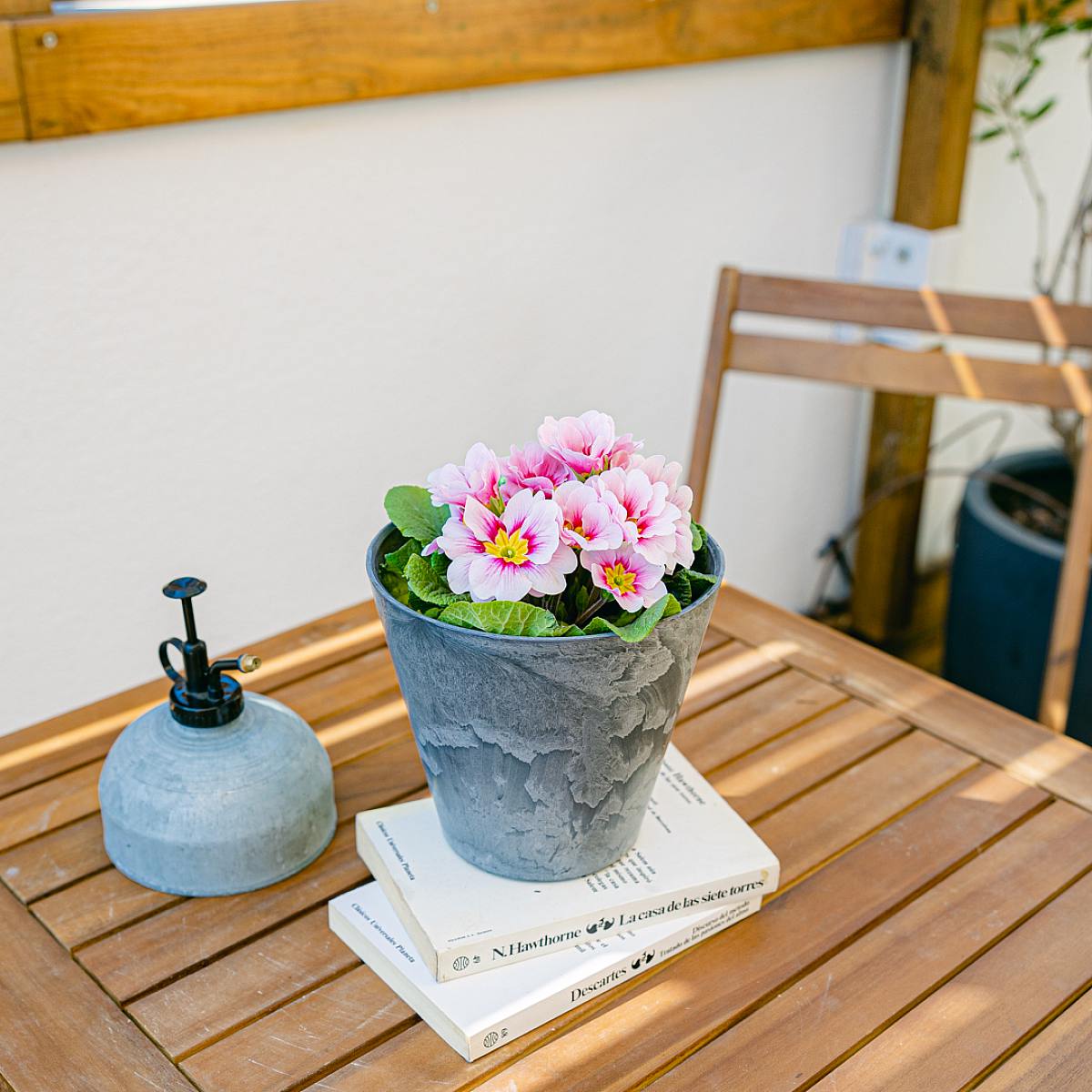 Pink primrose picture 2