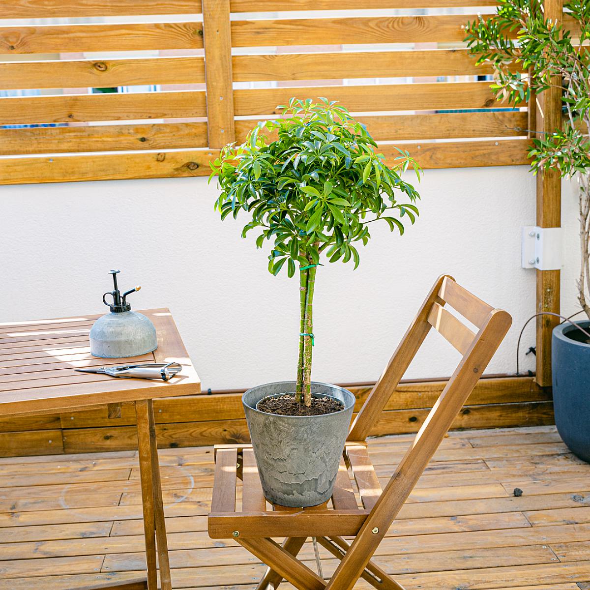 Schefflera M picture 1