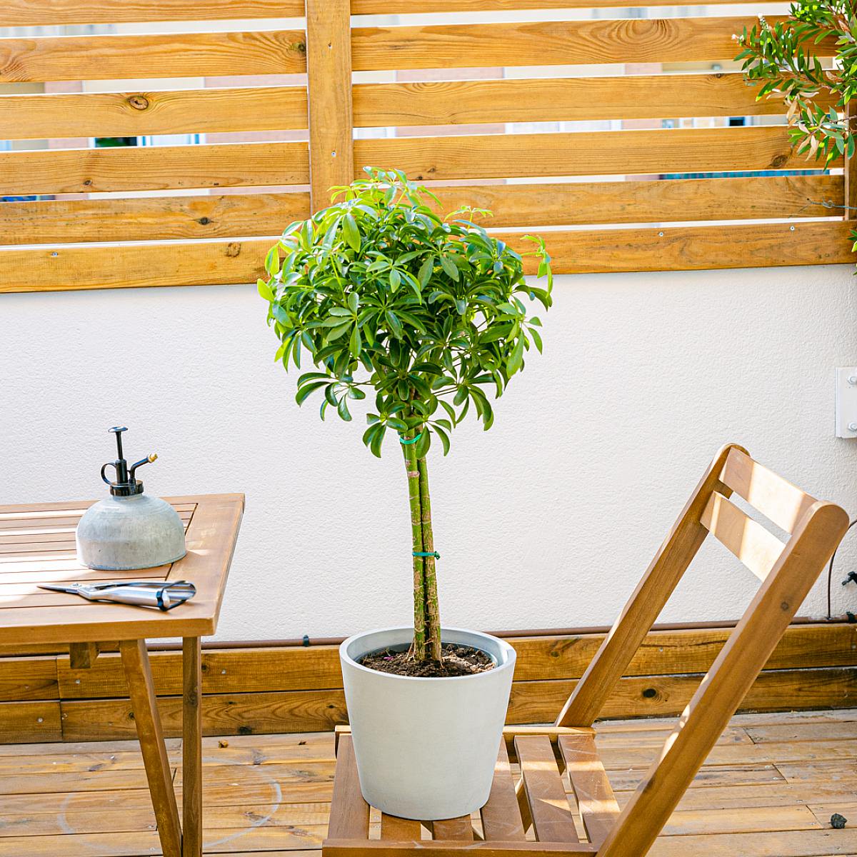 Schefflera M picture 2