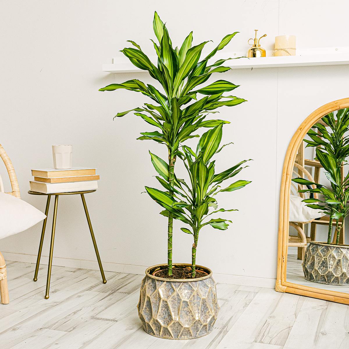 Dracena Lemon XL picture 0