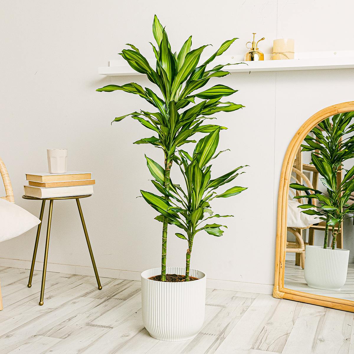Dracena Lemon XL picture 1