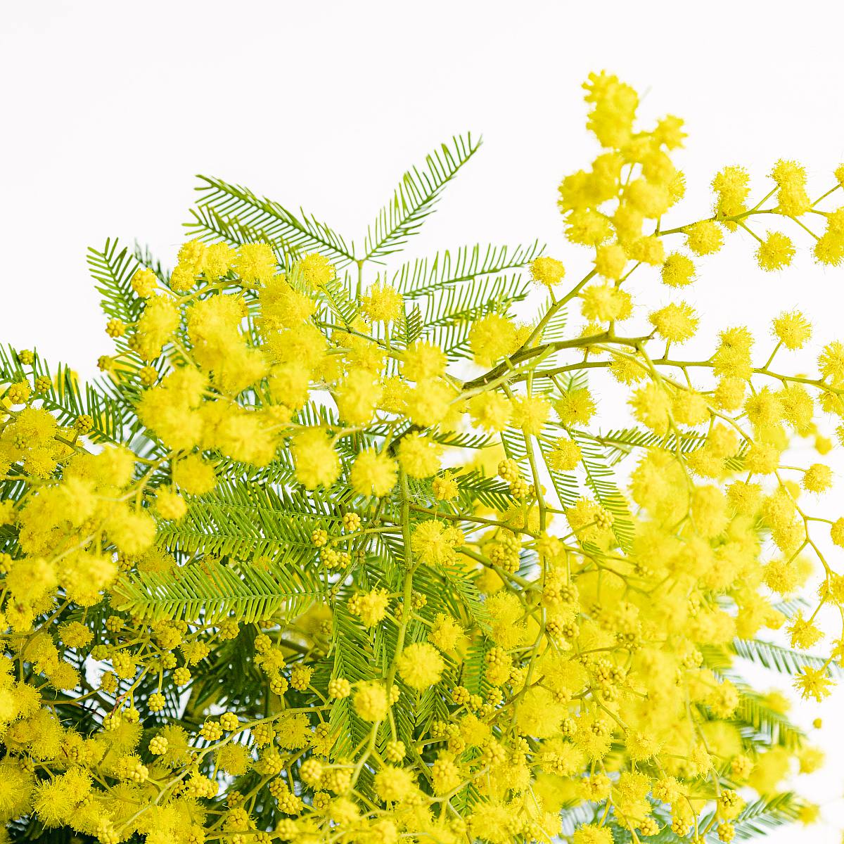 Ramillete de Mimosa picture 1