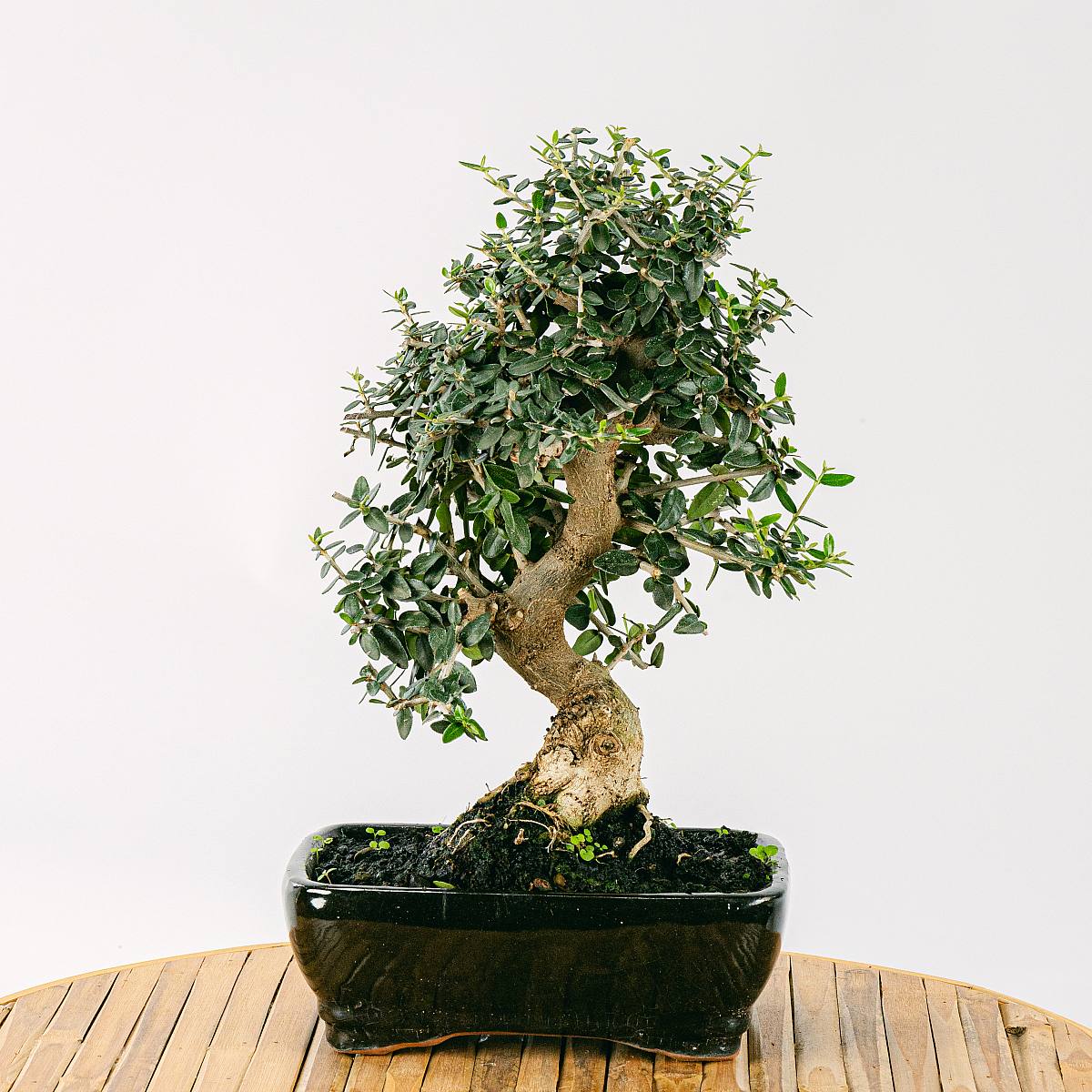 Bonsai 10 años Olea sylvestris picture 0
