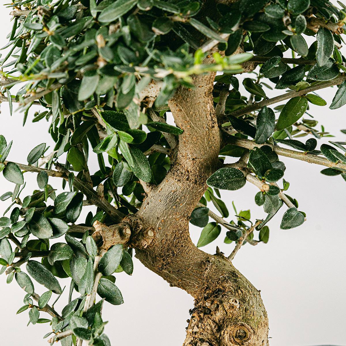 Bonsai 10 años Olea sylvestris picture 1
