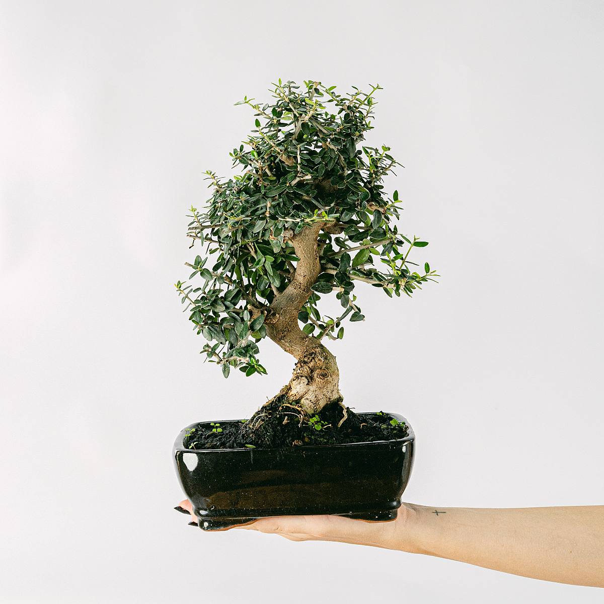 Bonsai 10 años Olea sylvestris picture 2