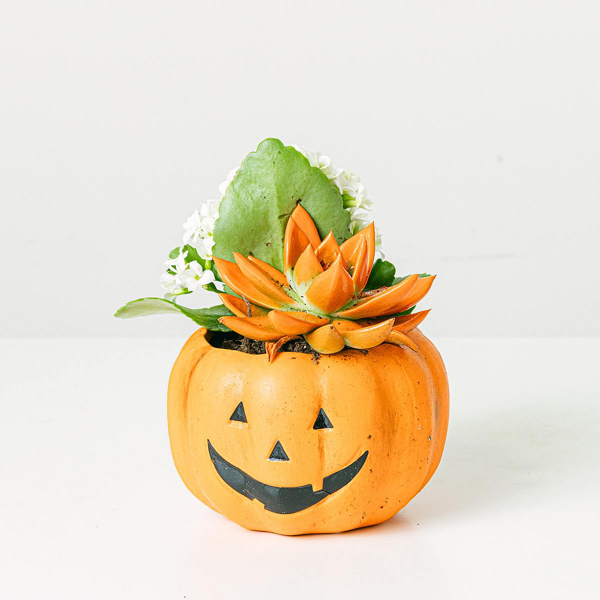 Calabaza Kalanchoe picture 3
