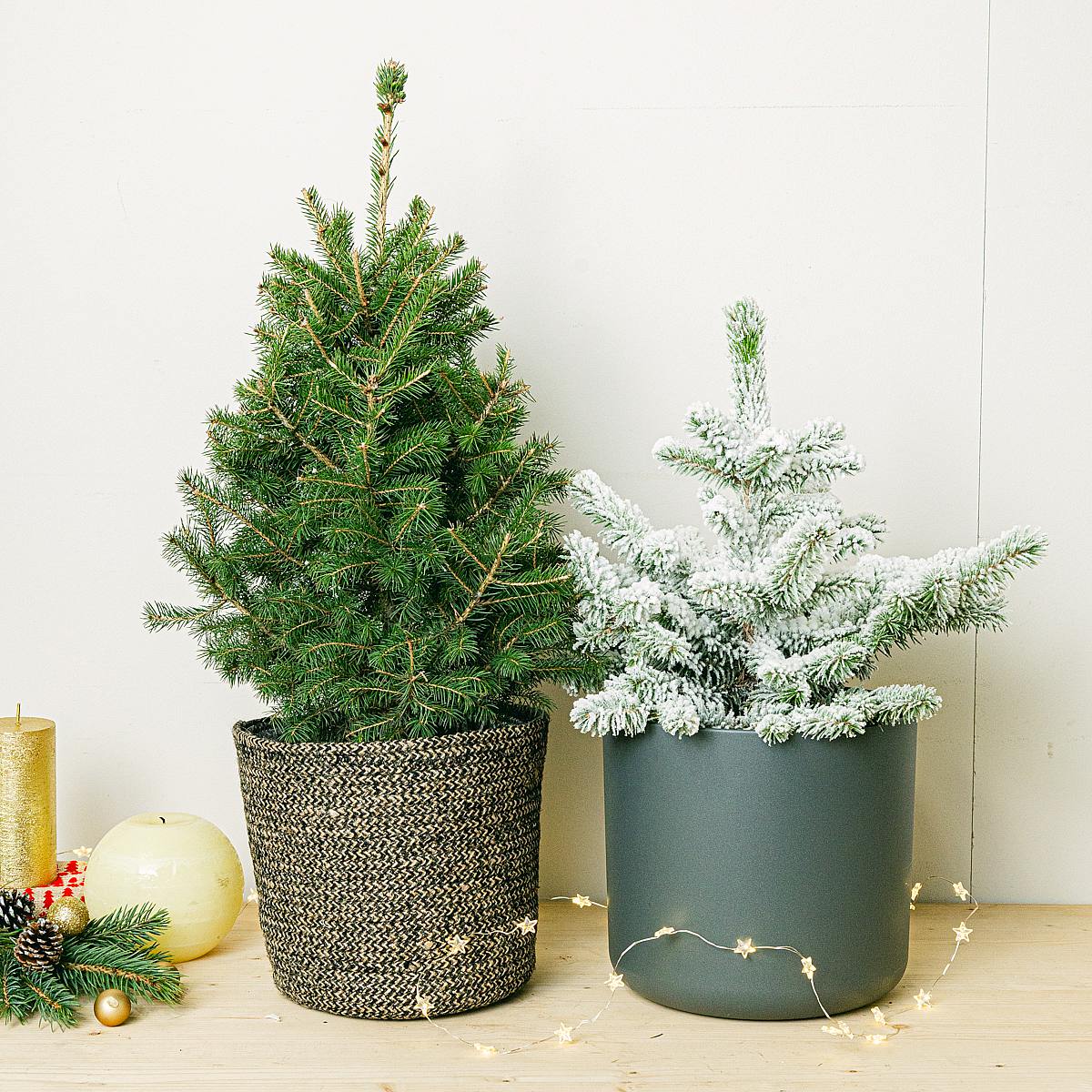 Duo de magie hivernale picture 1