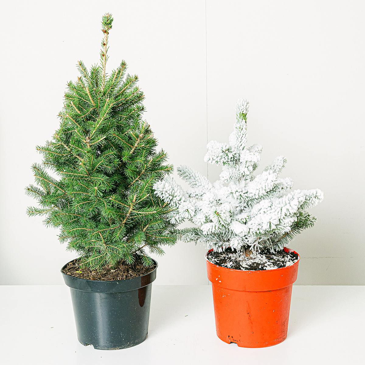 Duo de magie hivernale picture 2