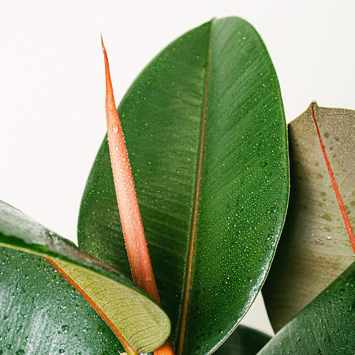 Ficus Elastica Abidjan picture 4