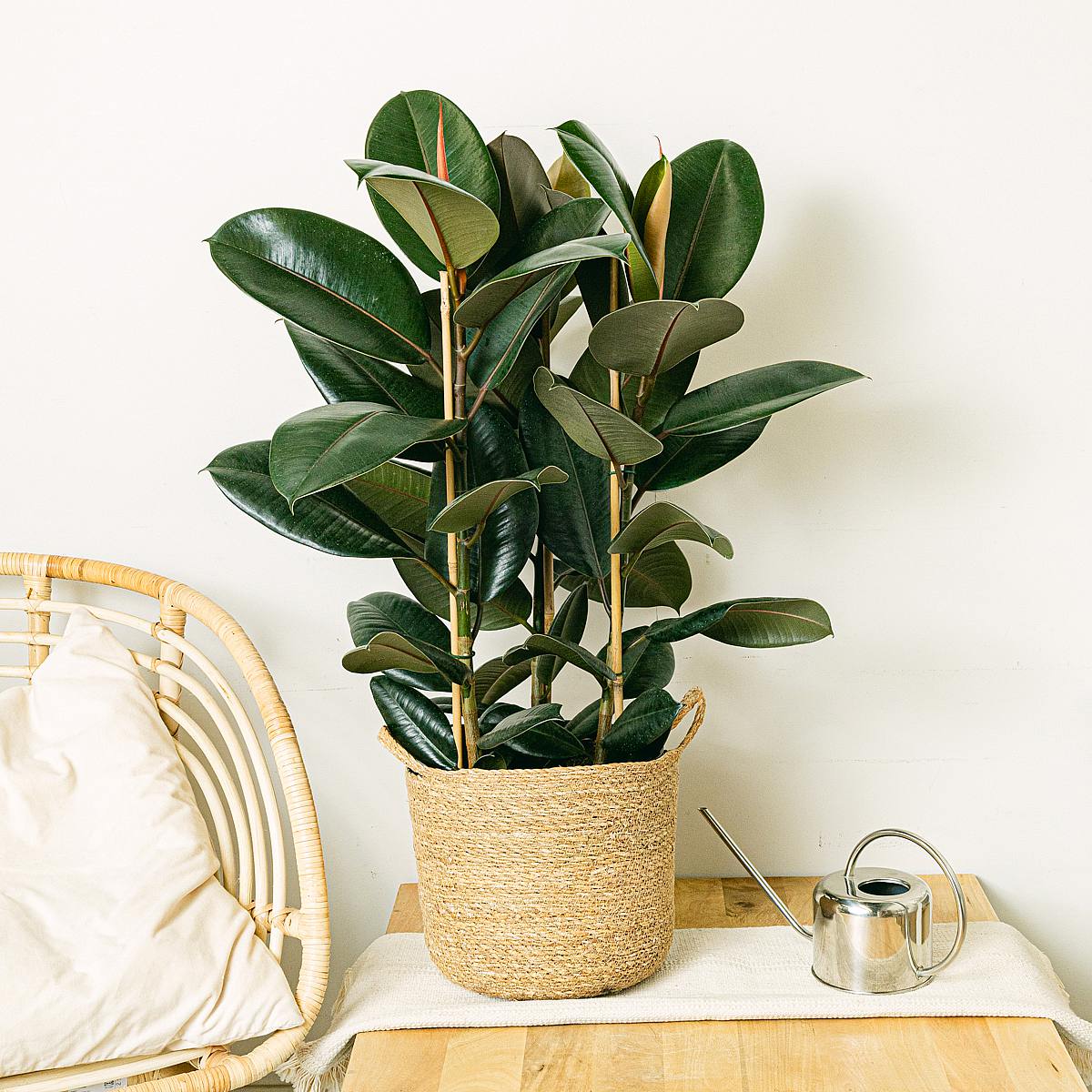 Ficus Elastica Abidjan picture 2