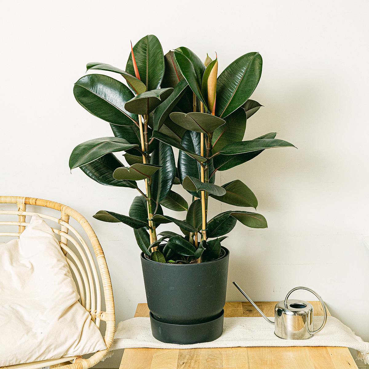 Ficus Elastica Abidjan picture 3