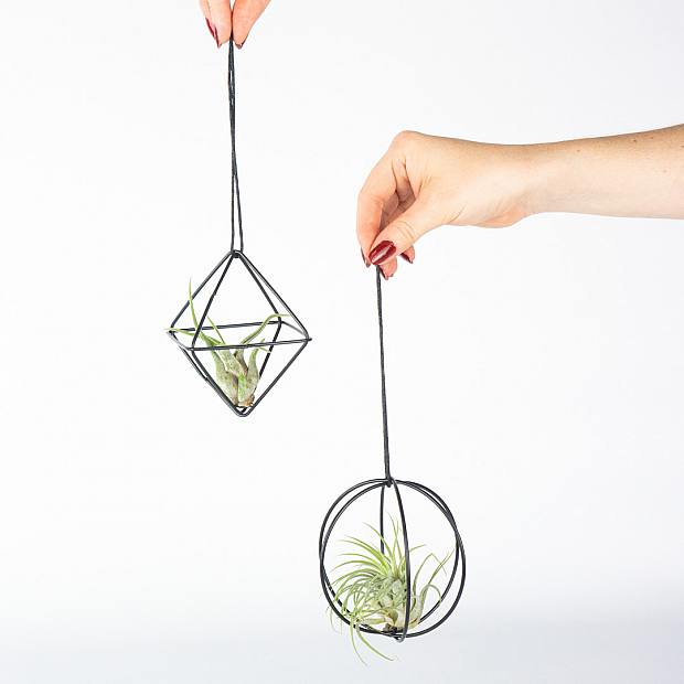 Duo Plantas de Aire 'Gris'