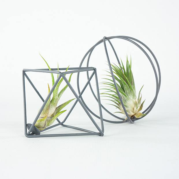 Duo Plantas de Aire 'Gris'