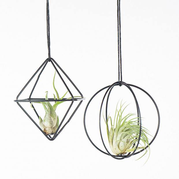 Duo Plantas de Aire 'Gris'