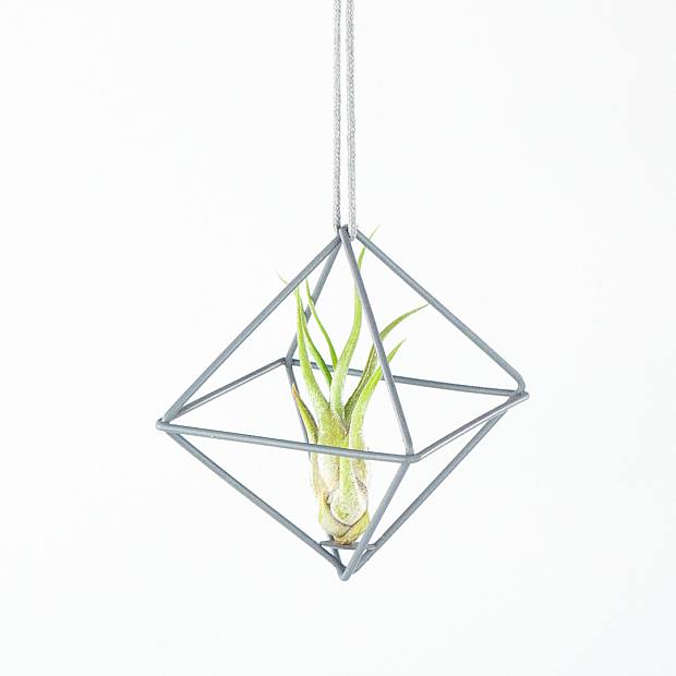 Duo Plantas de Aire 'Gris'