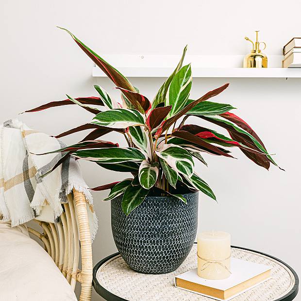 Calathea Triostar XL