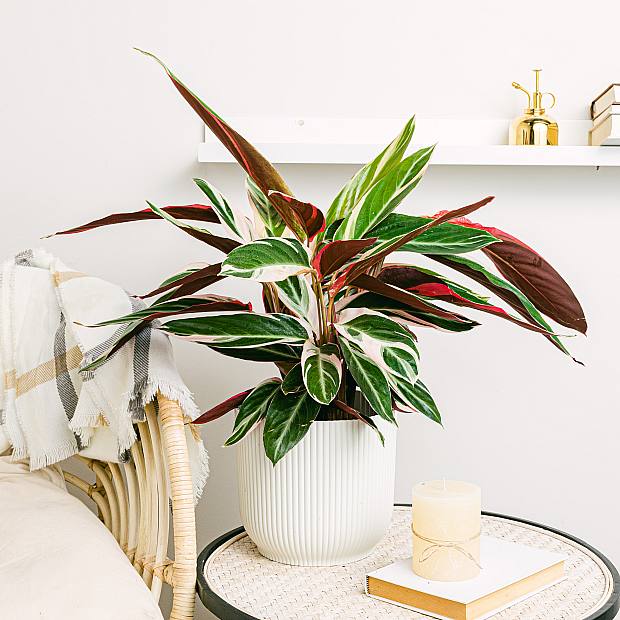 Calathea Triostar XL