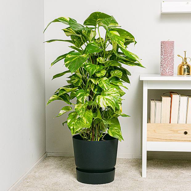 Pothos - Crescita Veloce