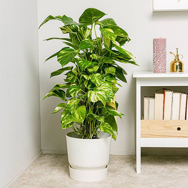 Pothos - Crescita Veloce