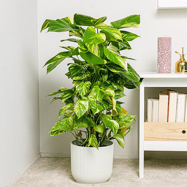 Pothos - Crescita Veloce