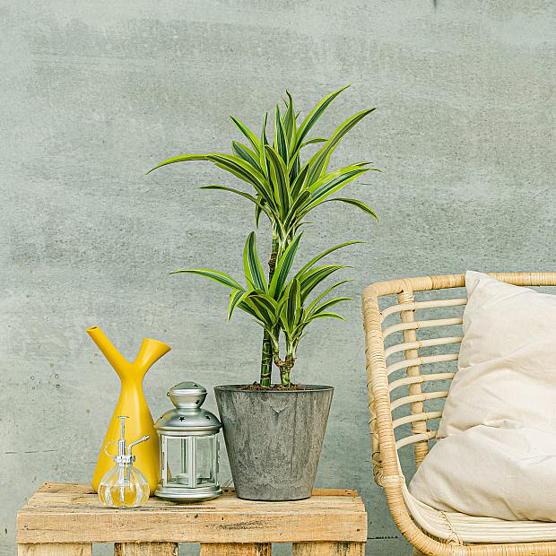 Dracena Limón