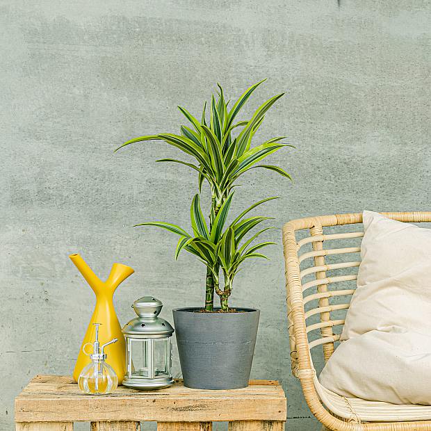 Dracena Limón