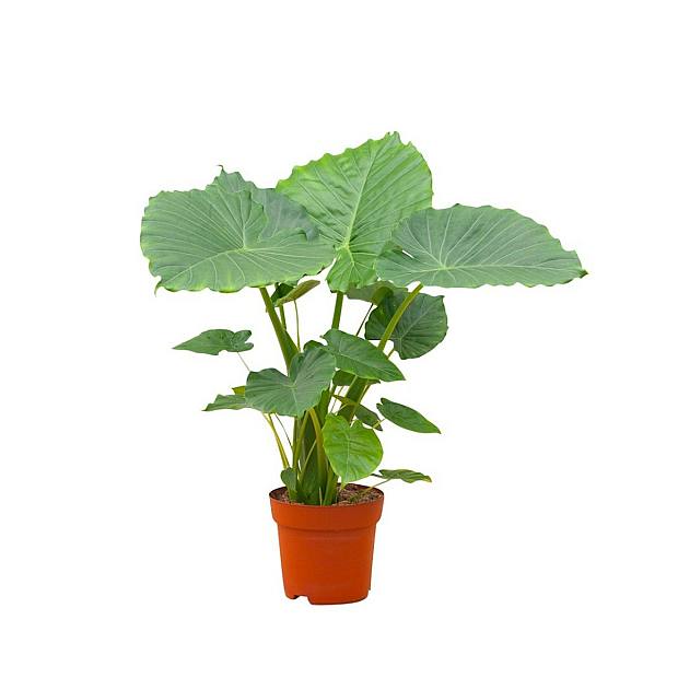 Alocasia Gageana complement