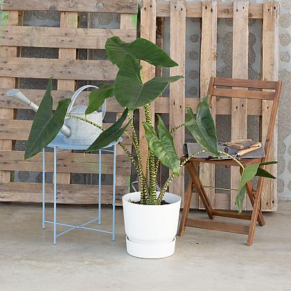 Alocasia Zebrina thumbnail 0