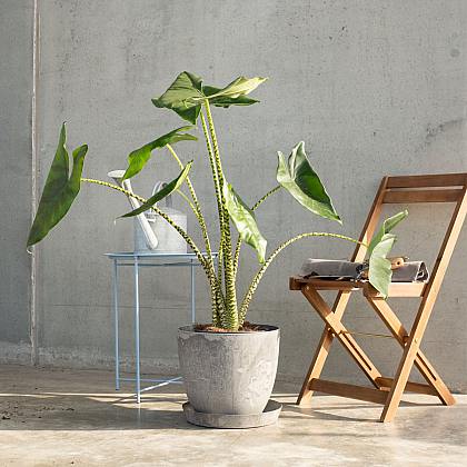 Alocasia Zebrina thumbnail 1