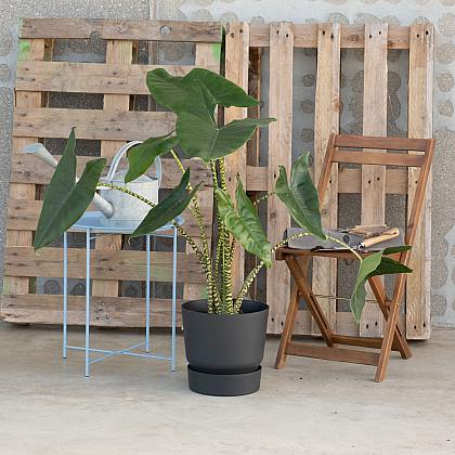 Alocasia Zebrina thumbnail 3